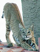 Bobcat streatch